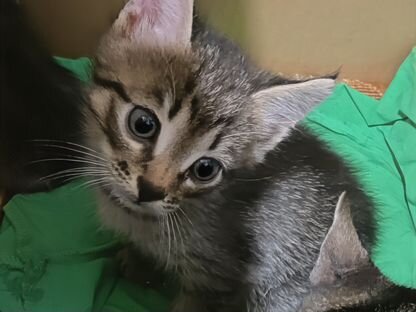Котёнок в добрые руки, Жешарт