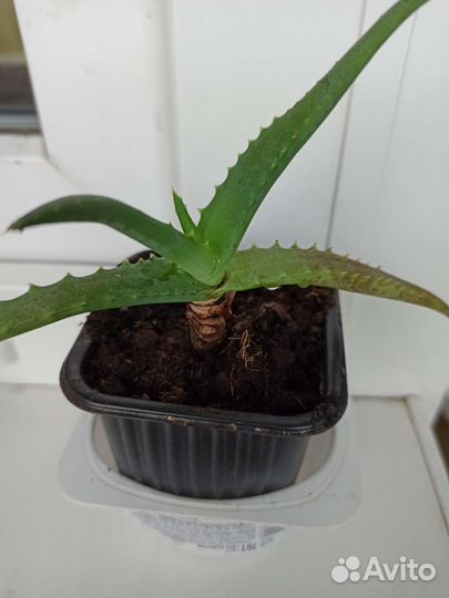 Алоэ столетник