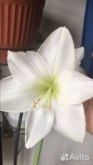 Гиппеаструм