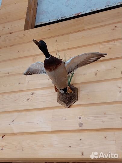 Чучела животных