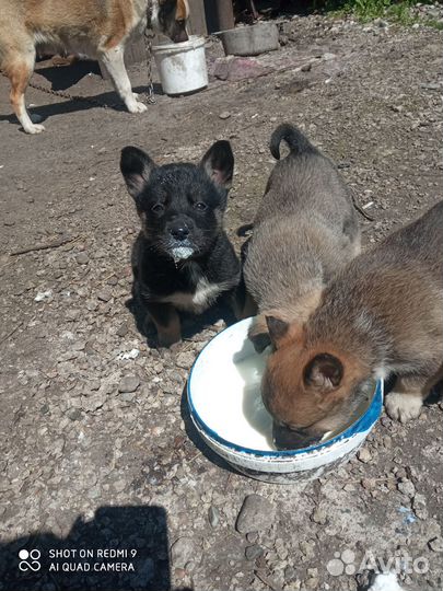 Отдам бесплатно