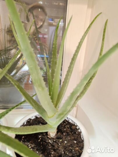 Алоэ вера лечебный