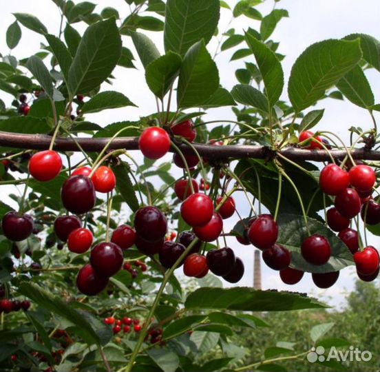 Саженцы барбариса, вишни Владимирской, Песчаной