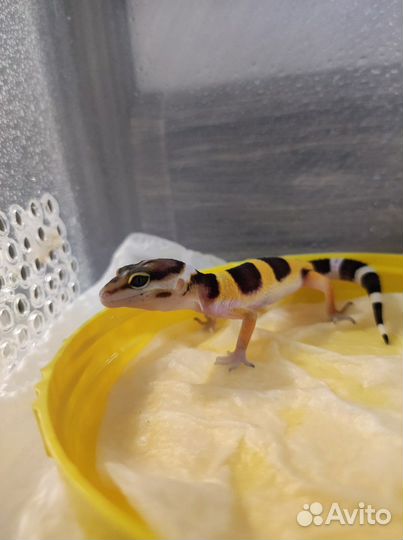 Эублефар малыши