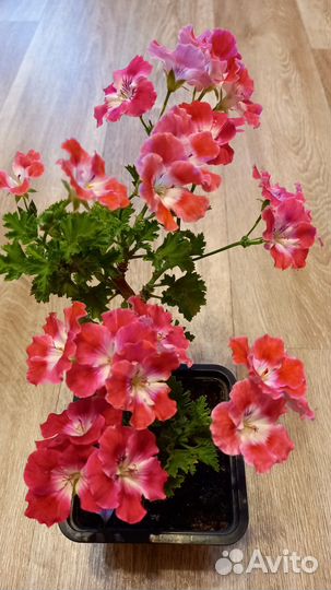 Продам черенки герани, пеларгонии