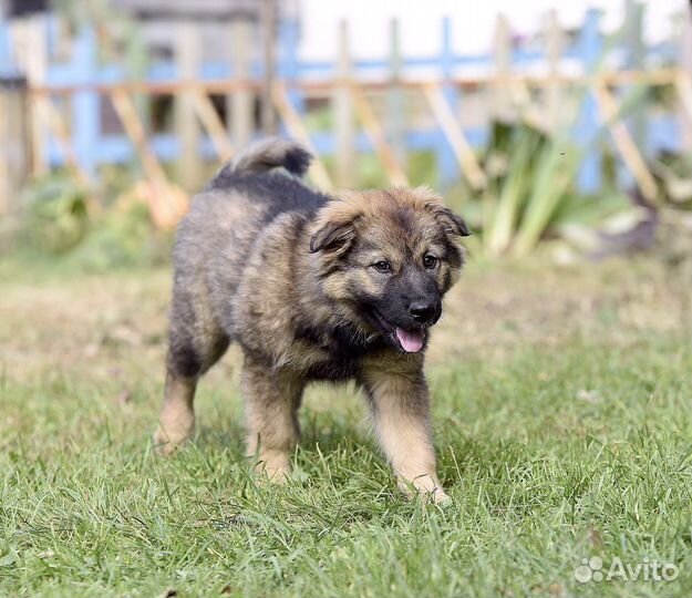 Щенок в дар