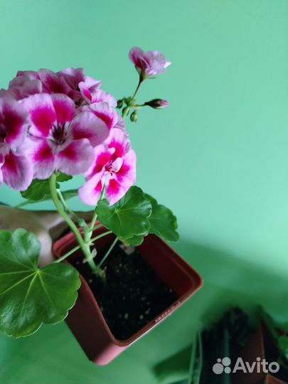 Комнатные растения цветы