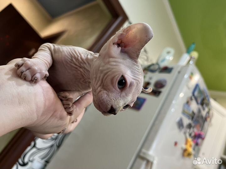 Котята сфинкс эльф