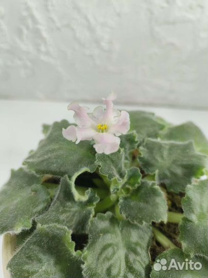 Крассула хоббит