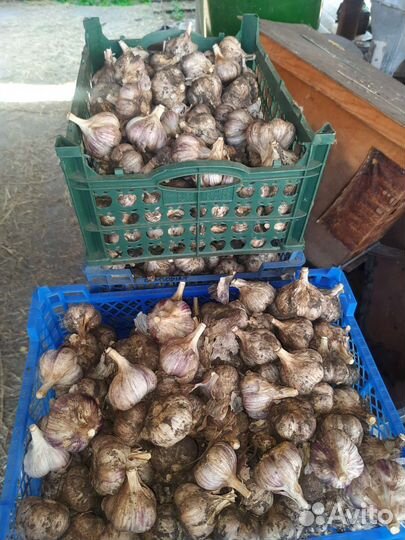 Семена чеснока