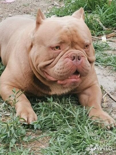 Американский булли