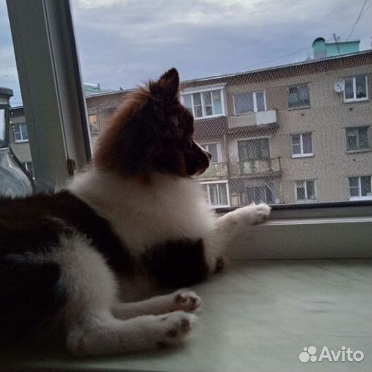 Померанский шпиц мини