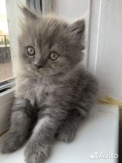 Шотландские котята