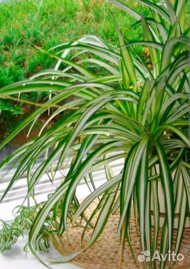 Хлорофитум бонни