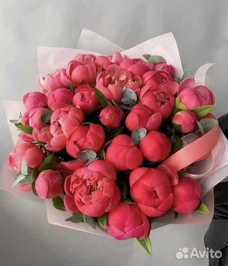 Пион коралловый