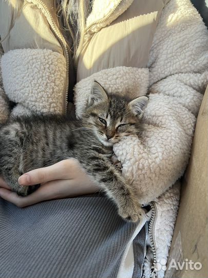 Котенок мальчик бесплатно