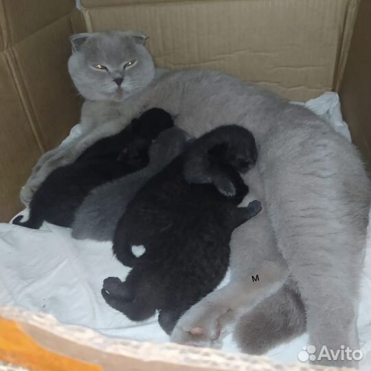 Шотландские вислоухие и прямоухие котята тедди