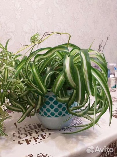 Хлорофитум кудрявый