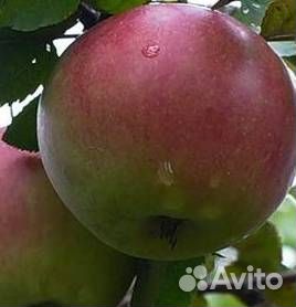 Саженцы яблони Апрельское