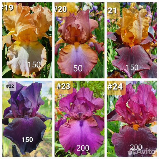 Ирисы бородатые