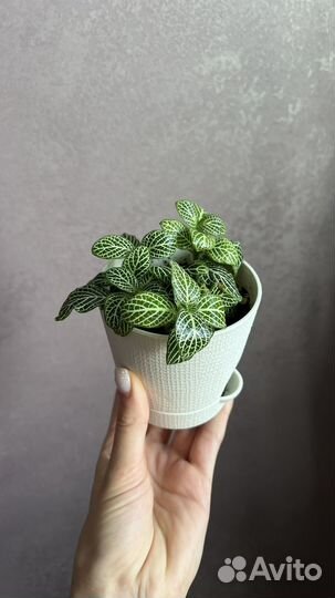 Фиттония вершаффельта в горшке