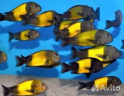 Трофеусы. Обмен