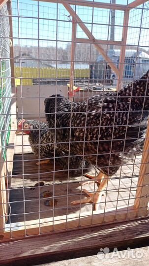 Курочки и петушки Доминант Крапчатый Д-959