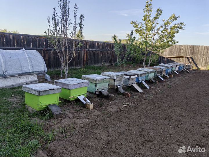 Пчелосемьи