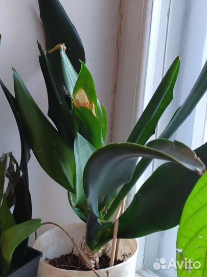 Сансевиерия сортовая