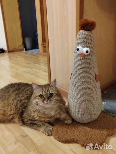 Новая игрушка- когтеточка, Курочка