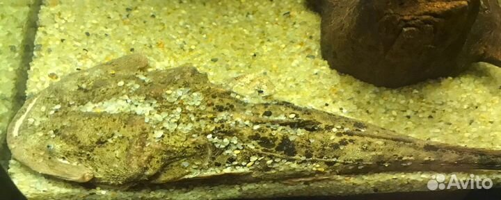 Сом-лягушкорот