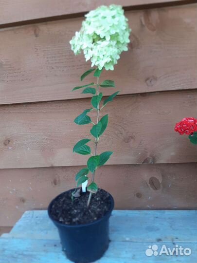 Гортензии метельчатые