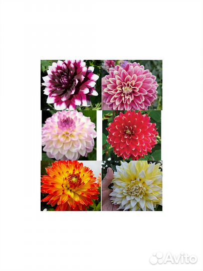 Корни георгин