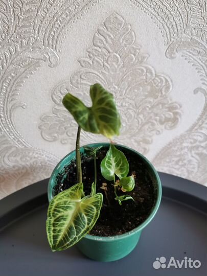 Комнатные цветы