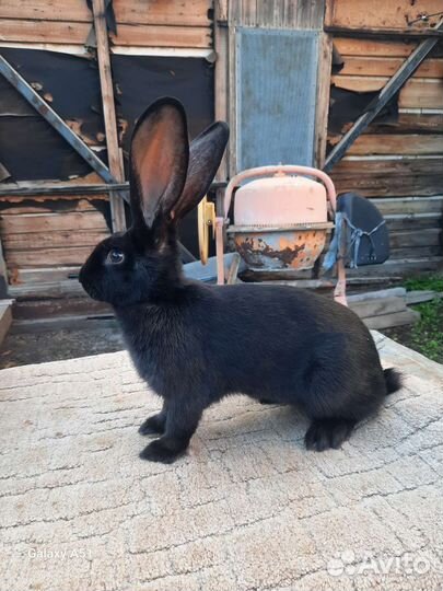 Кролик Строкач