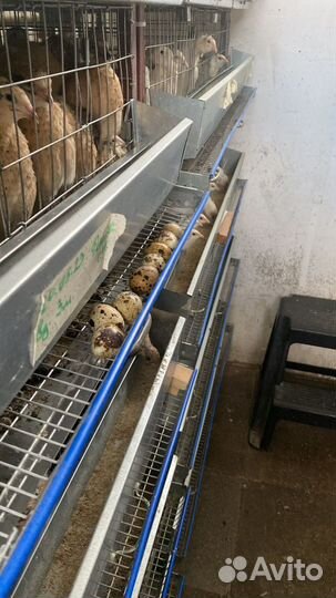 Домашние перепелиные яица