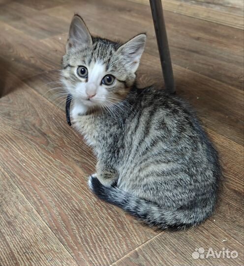 Котята в добрые руки бесплатно