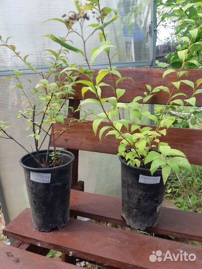 Декоративные кустарники