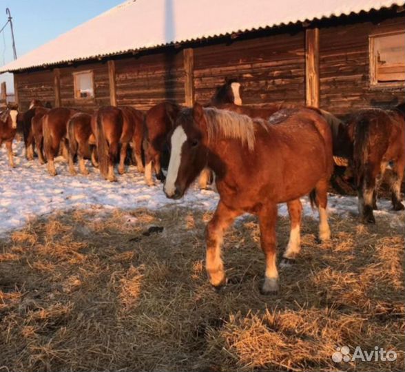 Жеребец вятка
