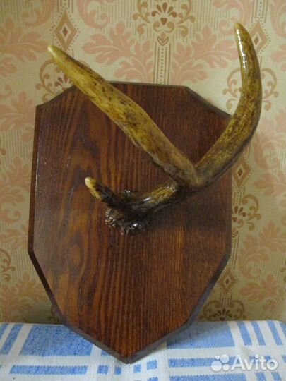 Рога лося и косули на медальоне