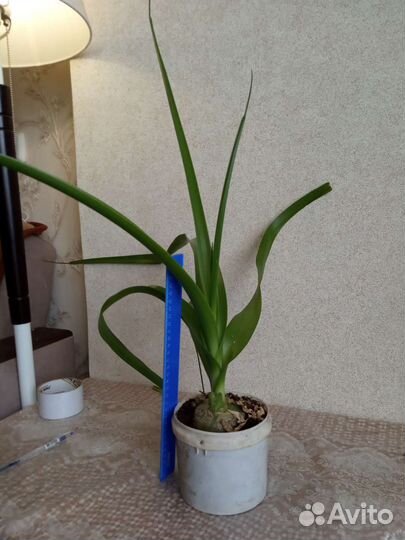 Индийский лук