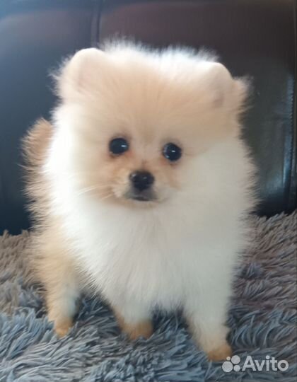 Пушистое чудо