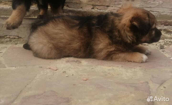 Щенки метис Джек рассела и дворняги