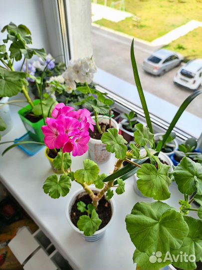 Комнатные растения цветы