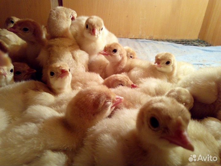 Индюшата суточные (Белые широкогрудые)