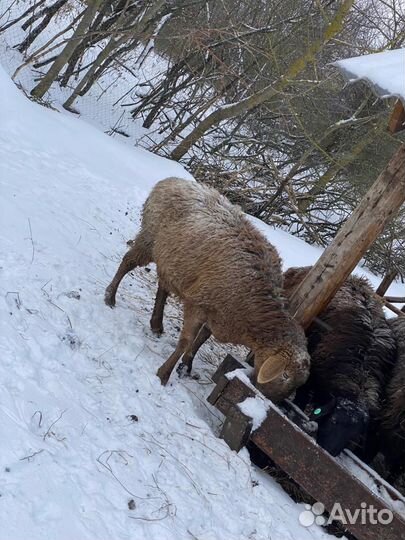 Гиссарский баран