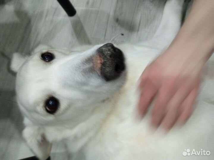 Собака Белка