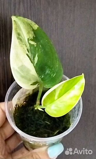 Сциндапсусы сортовые