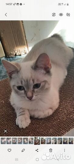 Тайские котята в добрые руки