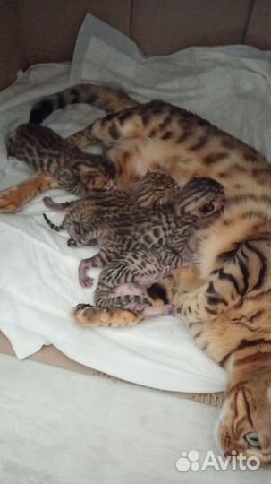 Бенгальская